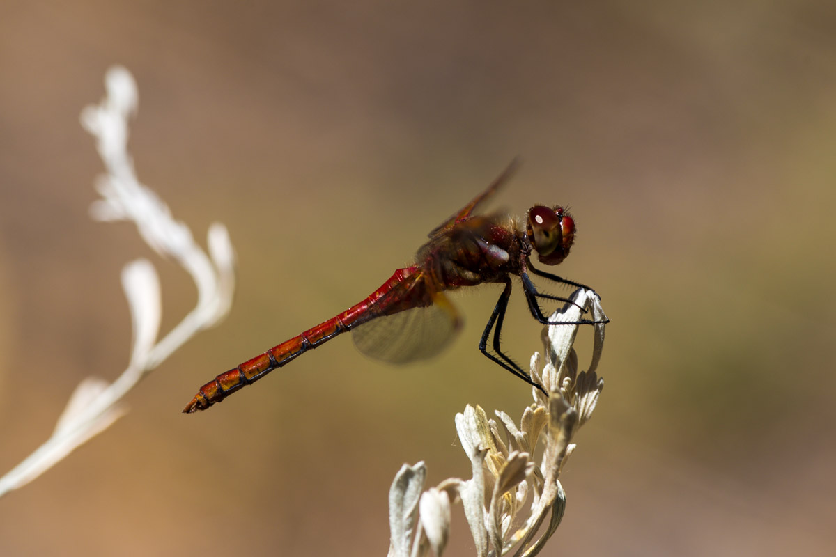 Spreading My Wings With a Little Macro Photography